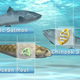 Image: AquaBounty